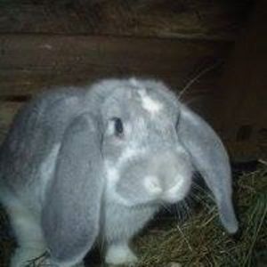 Meet your Posher, Elvis